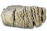 Fossil Columbian Mammoth Upper M Molar - South Dakota #300095-5